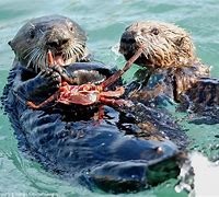 Image result for sea otter eating