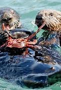 Image result for Sea Otter Food