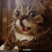 Image result for Cat in Shock