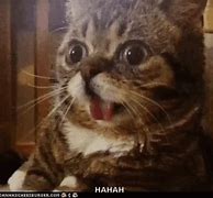 Image result for Funny Surprised Cat Meme