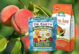 Image result for Peach Tree Fertilizer