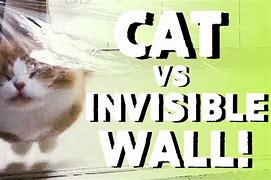Image result for Cats vs Invisible Wall