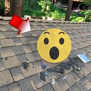 Image result for Animal Chewing in Roof