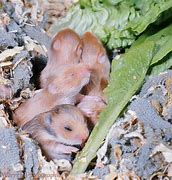 Image result for A Baby Hamster