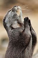 Image result for Cute Animals Praying