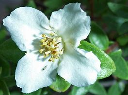 Image result for Bush with 4 Petal White Flower