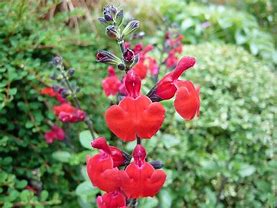 Image result for Salvia Royal Bumble