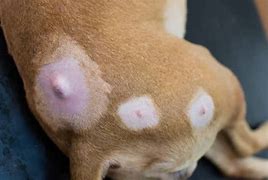 Image result for Sebaceous Cyst Dog