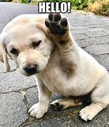 Image result for hello friends memes funniest