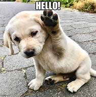 Image result for Say Hello Meme