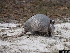 Image result for Rainforest Armadillo