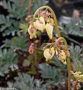 Image result for Dicentra Sulphur Hearts