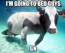 Image result for Cow at Beach Meme