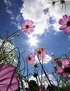 Image result for Floral iPad Wallpaper