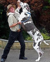 Image result for World's Biggest Dog Hercules