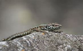 Image result for Gray Colored Lizard