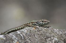 Image result for Gray Lizard in Pahrump