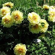 Image result for Paeonia suffruticosa Hai Huang