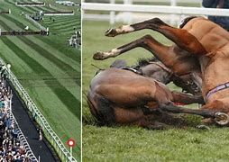 Image result for Race Horse Deaths