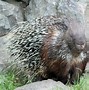 Image result for Real Life Hedgehog