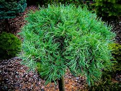 Image result for Pinus strobus Green Twist