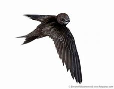 Image result for Apus Apodidae