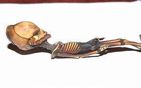 Image result for Atacama Mummy