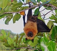 Image result for Fruit Bat Meme