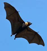 Image result for Cuban Bat
