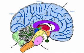 Image result for Cartoon Brain Coloring Page