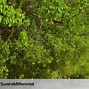 Image result for Manchineel Wood