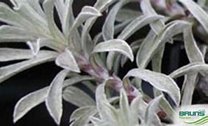 Image result for Antennaria dioica var. borealis