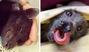 Image result for Cutest Bat Yawn