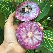 Image result for Purple Star Apple Fruit