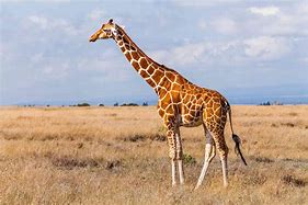 Image result for Animal Adaptations Giraffe