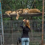 Image result for Zoo Cage