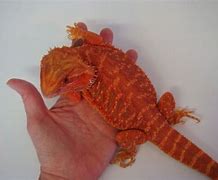 Image result for Large Pet Lizards