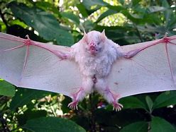 Image result for Halloween Albino Bat