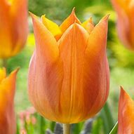 Image result for Tulipa Request