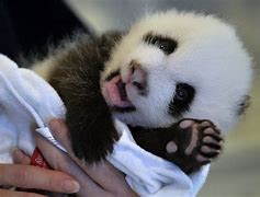 Image result for Cutest Panda On Earth