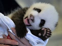 Image result for Panda Bear Laughing