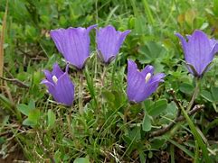 Image result for Campanula tridentata