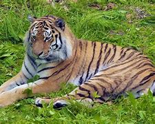 Image result for Tiger and Human