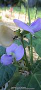 Image result for Southern Pea Plant