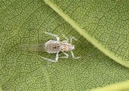 Image result for "woolly-apple-aphid"