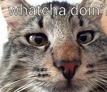Image result for Hello Funny Cat Memes