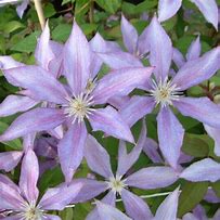 Image result for Clematis Dorothy Walton