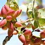 Image result for Pistachio Eat
