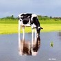 Image result for White Dairy Cow