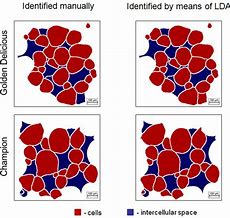 Image result for Cell Components of an Apple